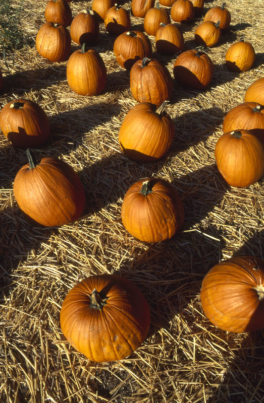 Image of Pumpkin